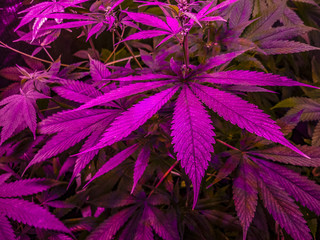 Marijuana Plants Detail