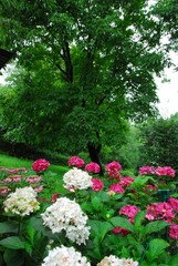 Hortensias en fleurs