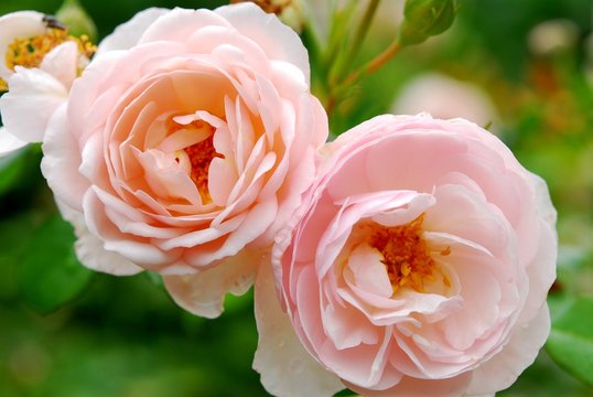 Roses