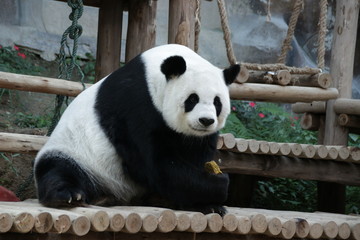 Obraz na płótnie Canvas Female Giant Panda in Thailand, eating Bamboo Biscuit
