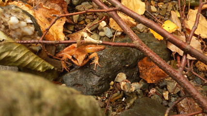 Little orange frog