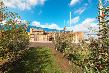 Beautiful optimistic landscape with apples in the apple garden