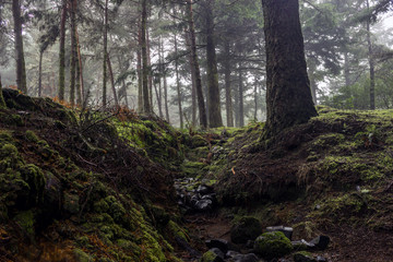 geheimnisvoller Wald