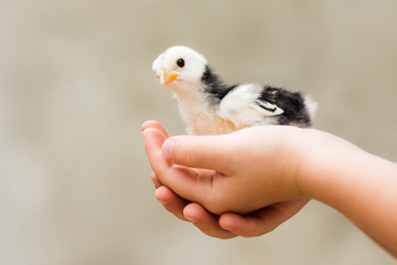 little chick in child hands