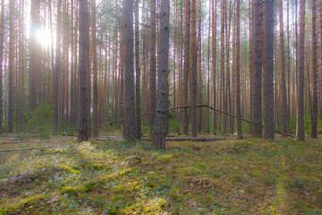 Morning in a pine forest