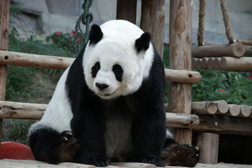 Fototapeta premium Female Giant Panda in Thailand, relaxing on the wood structure