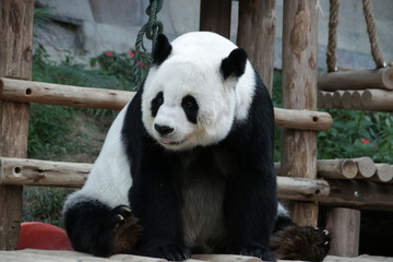 Obraz premium Female Giant Panda in Thailand, relaxing on the wood structure