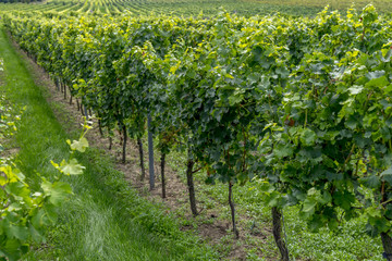 Fototapeta na wymiar Vineyards in the harvest season in Rhein-Hessen in Rhineland-Palatinate, Germany