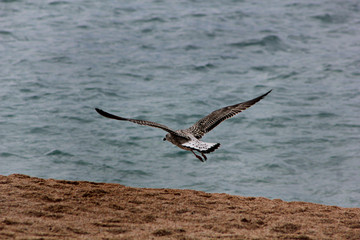seagull in flight