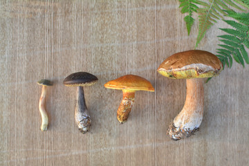 Various edible forest mushrooms