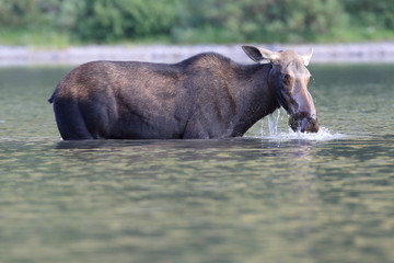Moose Feeding in Pond in Glacier National Park in Montana 
