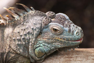 Portrait eines grünen Leguans