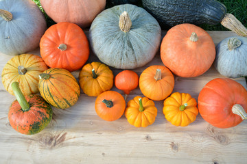Various pumpkins and squashes