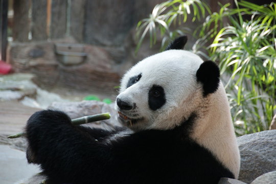 Male Giant Panda in Thailand, Eating Bamboo Shoot