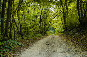 Fototapeta premium Path through the woods 