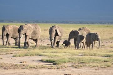 The African animals. Kenya