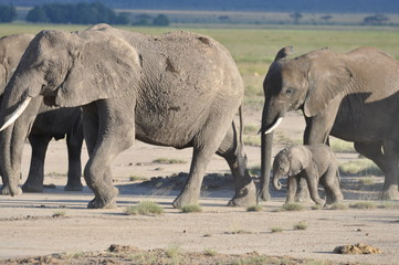 The African animals. Kenya