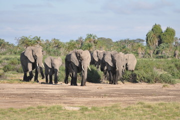 The African animals. Kenya