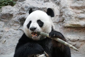 Obraz na płótnie Canvas Male Giant Panda in Thailand, Eating Bamboo Shoot