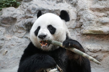 Male Giant Panda in Thailand, Eating Bamboo Shoot