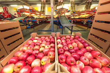 Apples in cardboard boxes at a fruit factory with packing equipment