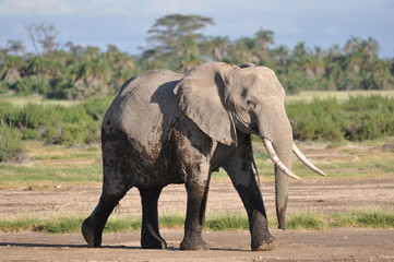 Obraz premium The African animals. Kenya