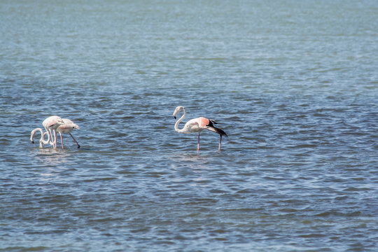 Wild Flamingos at Amvrakikos sea lake