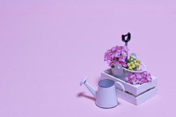 Miniature Gardening Kit with Pink Background