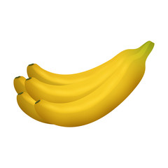 Ripe yellow banana fruits realistic juicy healthy vector illustration vegetarian diet freshness tropical snack dessert.