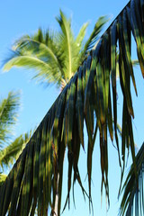Palm Frond
