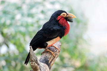 close up of bkack Bearded Barbet bird on tree branch