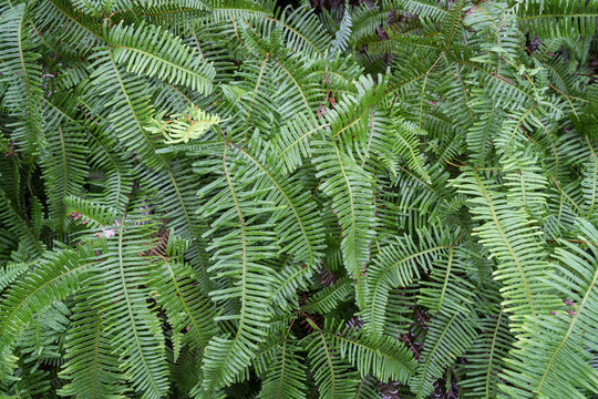Green and lush leaves of fern plants