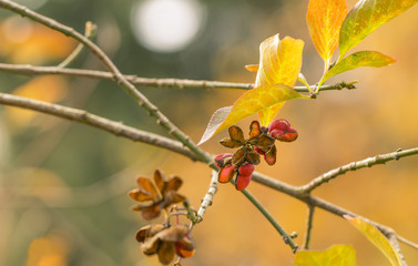 Pfaffenhütchen (Euonymus europaeus)