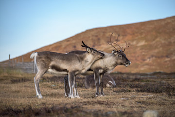 Image result for two reindeers together royalty free