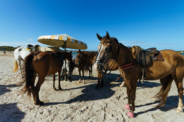 Horses for rental services on the sand beach in Brazil