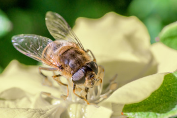 Fly sitting on yellow flower on green background