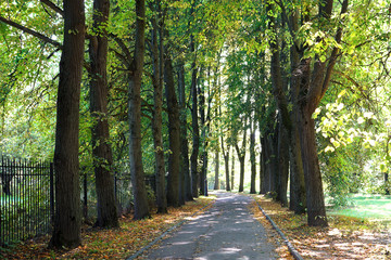   Beautiful autumn park in green and gold leaves against the background of a metal trellis fence