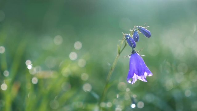 Bluebell flower blooming in morning dew in sun light on green meadow. Slow motion