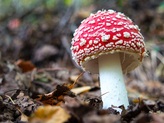 Fly Agaric
