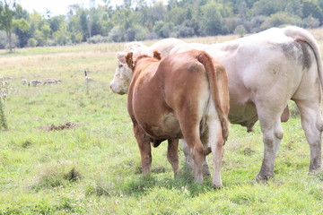 Bull and cow standing next to each other in a sBull and cow standing next to each other in a small field.mall field.

