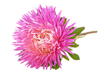 Close-up of pink aster isolated on a white background