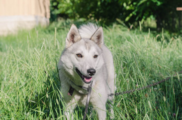 A beautiful Siberian Laika puppy on the grass. Portrait of cute happy siberian laika.