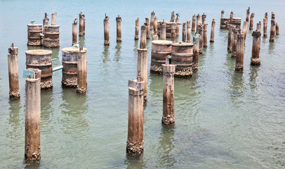 Abandoned pilings from an old dock