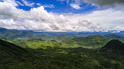 scenic view of forest