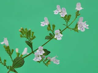 カラミントの花のクローズアップ © cat_smile