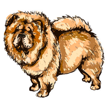 recommend clip art: Illustration of dog breed Chow-Chow