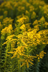 Blooming goldenrod (Solidago canadensis). In many parts of Europe, Japan and China, it is established as an invasive weed.