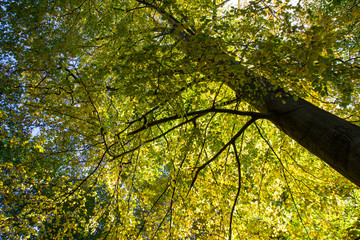 tree branch with yellow leaves in autumn