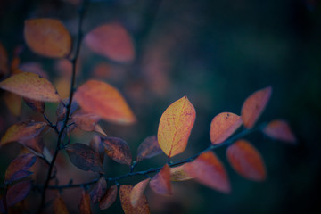 Autumn Leaves