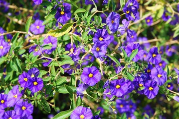 Boulouris (Var) : Journ&eacute;e portes ouvertes du CREPS- Compositions &laquo; Nature &raquo;